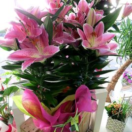 Plantes